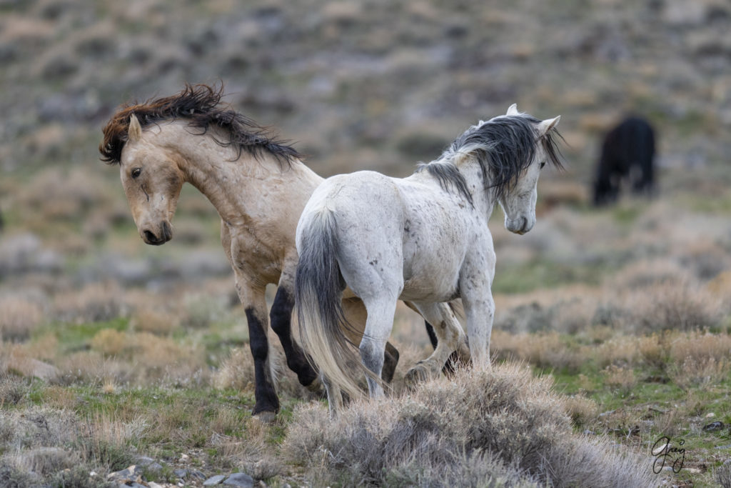 horse photography, wild horse photography two wild horse stallions fighting