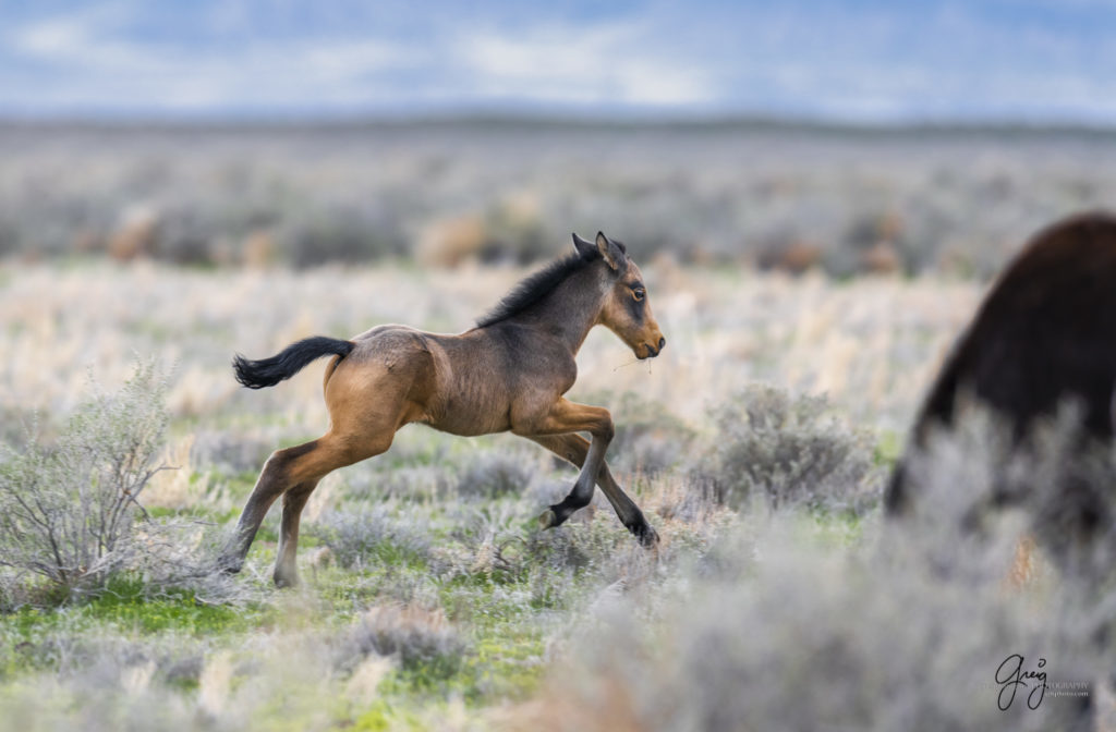 week old wild horse foal colt running, wild horses, Onaqui wild horses, wild horse photography