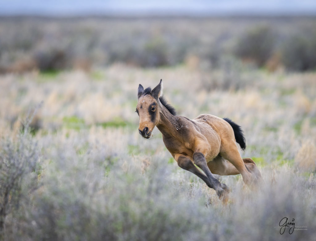 week old wild horse foal colt running, wild horses, Onaqui wild horses, wild horse photography