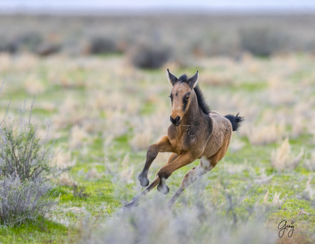 week old wild horse foal colt running, wild horses, Onaqui wild horses, wild horse photography