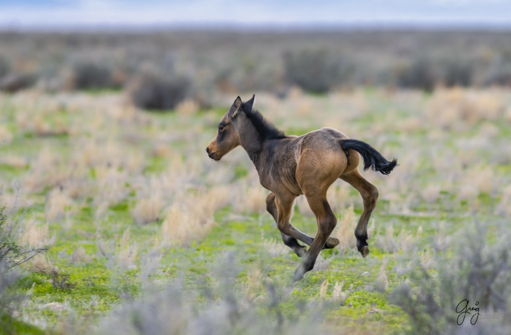 week old wild horse foal colt running, wild horses, Onaqui wild horses, wild horse photography