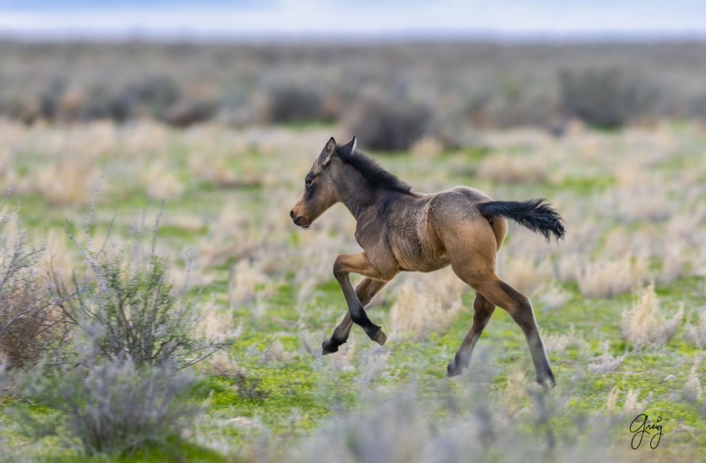 week old wild horse foal colt running, wild horses, Onaqui wild horses, wild horse photography