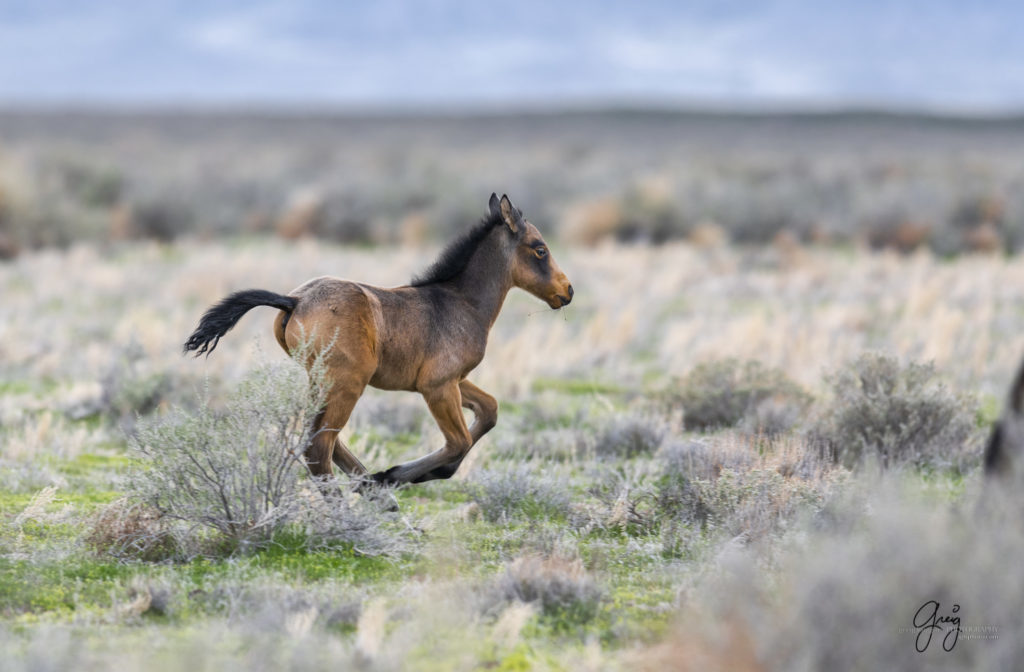 week old wild horse foal colt running, wild horses, Onaqui wild horses, wild horse photography