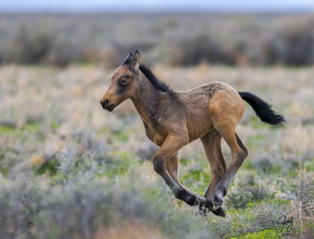 week old wild horse foal colt running, wild horses, Onaqui wild horses, wild horse photography