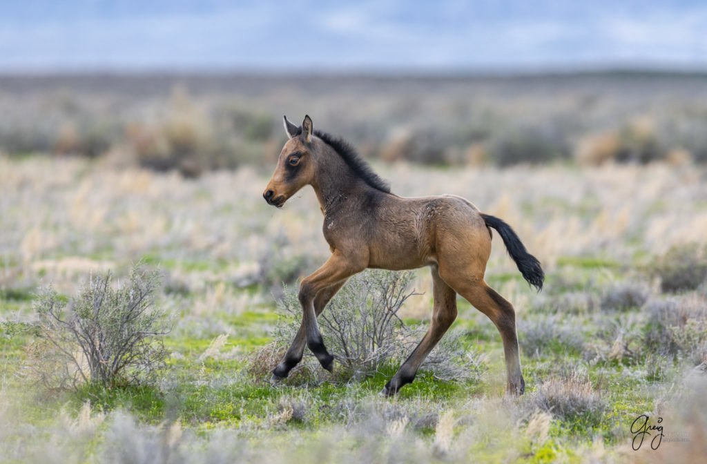 week old wild horse foal colt running, wild horses, Onaqui wild horses, wild horse photography