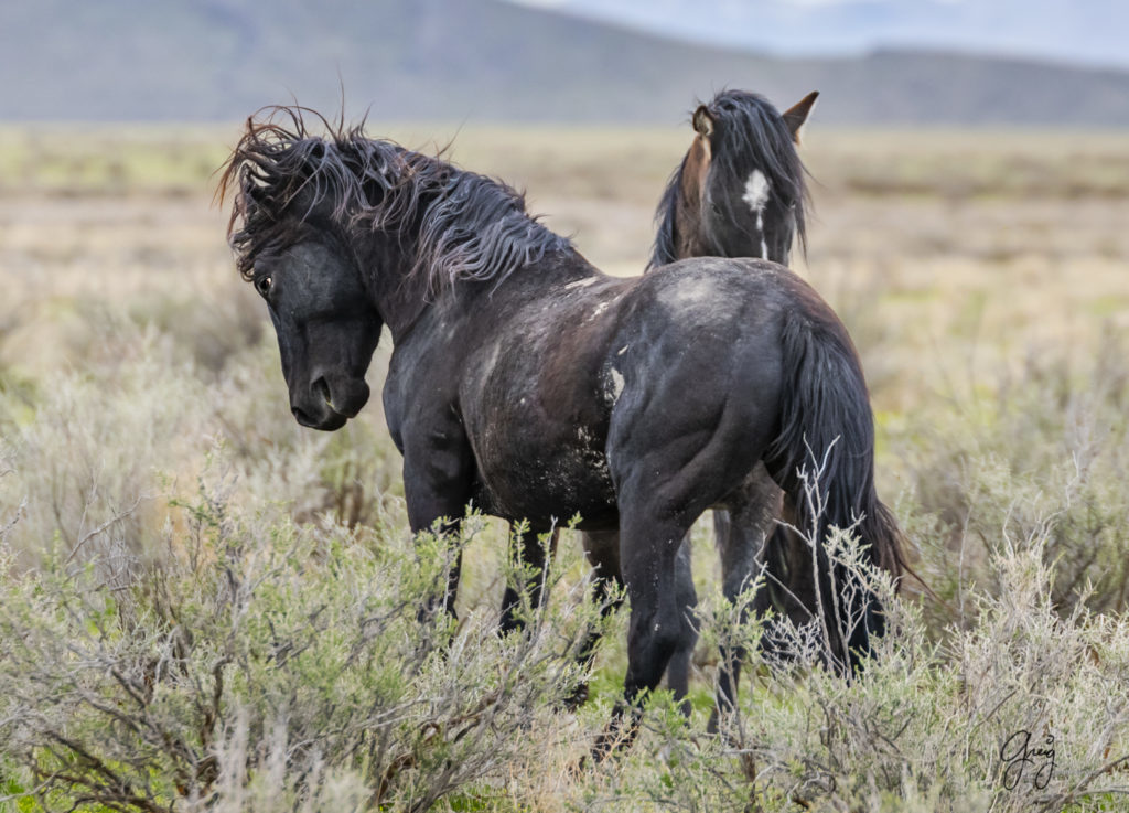 wild horse stallions preparing for fight, wild horse photography, wild horses, Onaqui