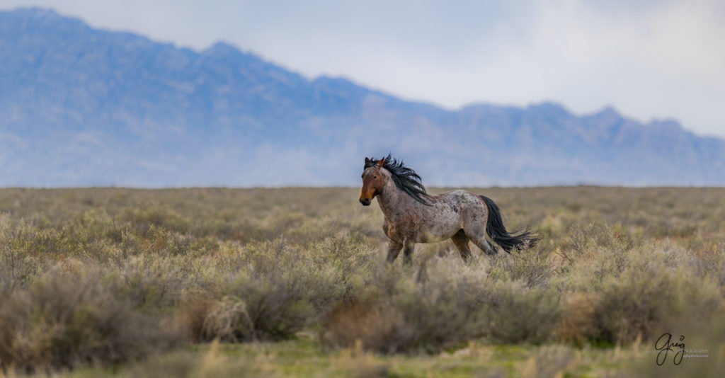 beautiful wild horse stallion in the wind, wild horse photography, wild horses, Onaqui