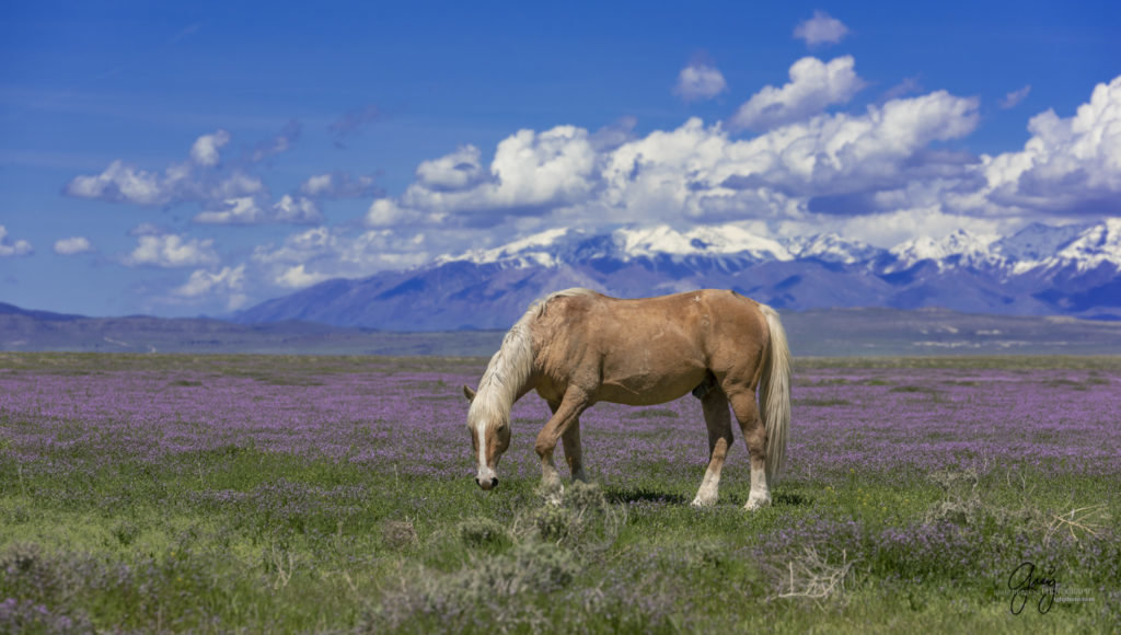Onaqui Wild Horse palomino stallion mustang photography of wild horses