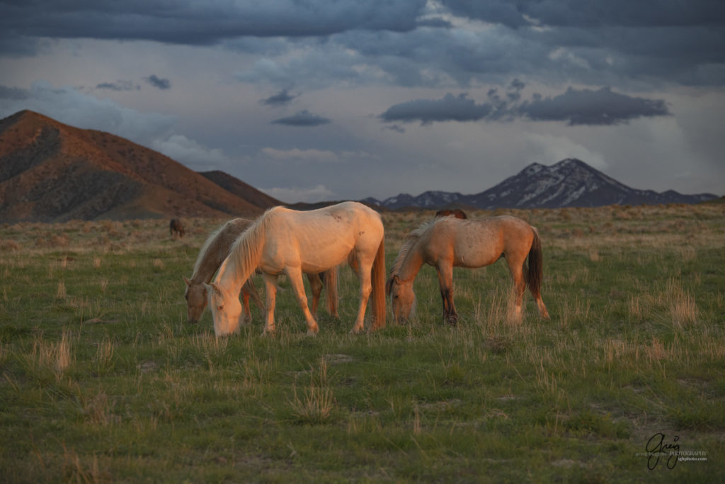 palomino colt at sensed Onaqui wild horse photography
