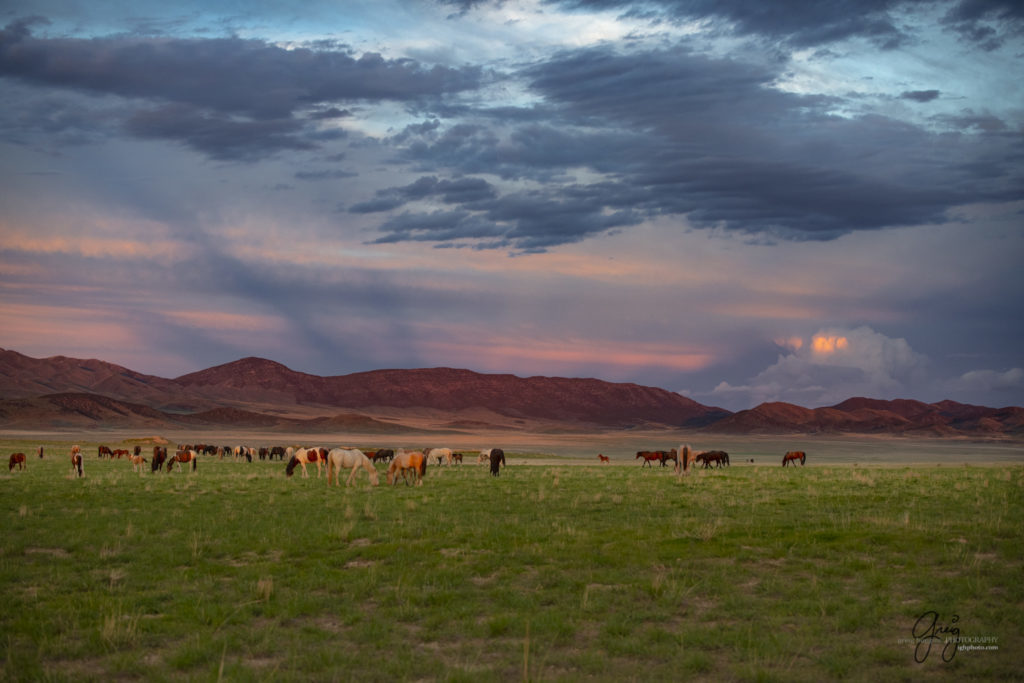 Onaqui muntang wild horses photography of wild horses