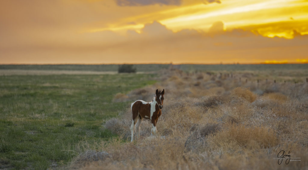 Wild horse foal Onaqui wild horses photography of wild horses