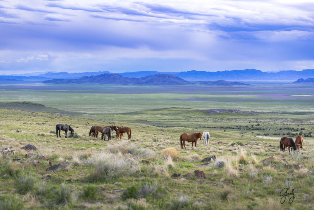 one eared palomino mustang wild horses Onaqui wild horses photography wild horses