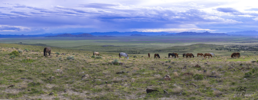 one eared palomino mustang wild horses Onaqui wild horses photography wild horses