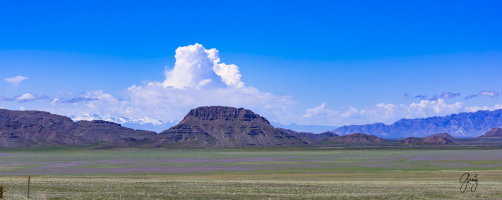 Purple flowers Utah's west desert Onaqui wild horses