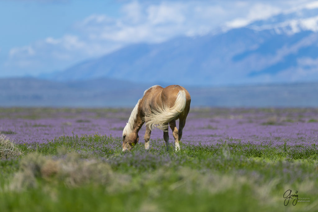 one eared palomino mustang wild horses Onaqui wild horses photography wild horses