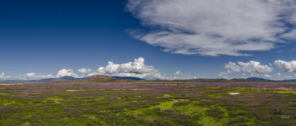 purple flowers in Utah's west desert