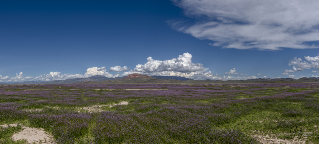 table mountain purple flowers utah's west desert