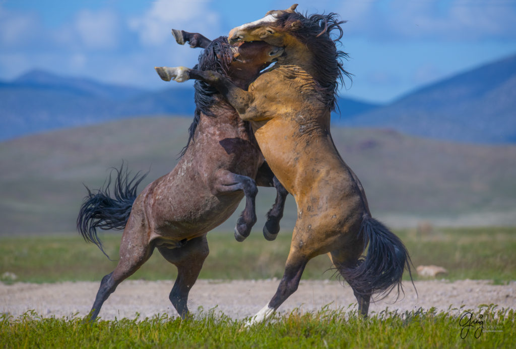 two wild horses fighting in Utah's west desert, wild horse photography wild horses, wild horse photographs