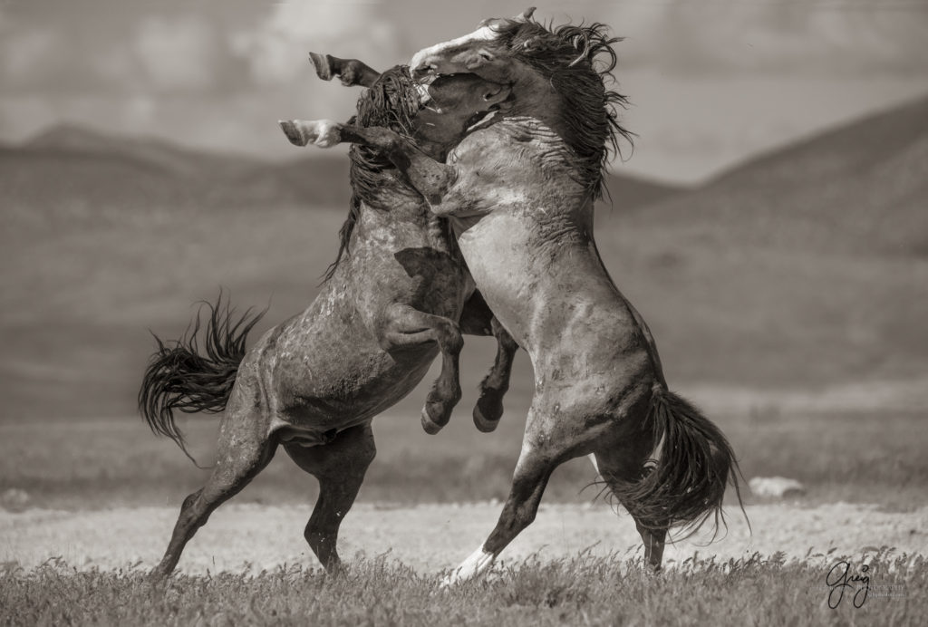 Black and white toned image of two wild horses fighting in Utah's west desert, wild horse photography wild horses, wild horse photographs