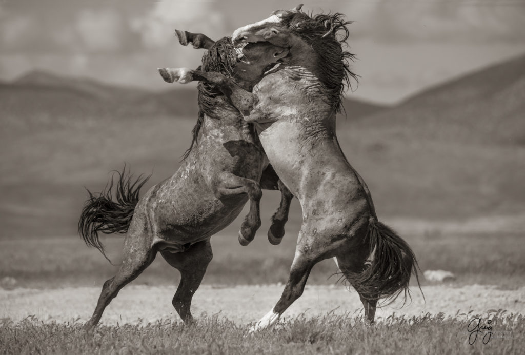 Black and white toned image of two wild horses fighting in Utah&#039;s west desert, wild horse photography wild horses, wild horse photographs