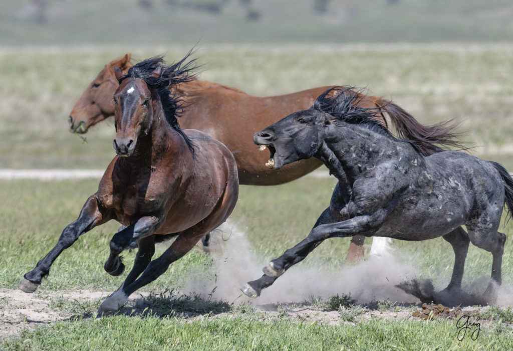 two wild horses fighting in Utah's west desert, wild horse photography wild horses, wild horse photographs