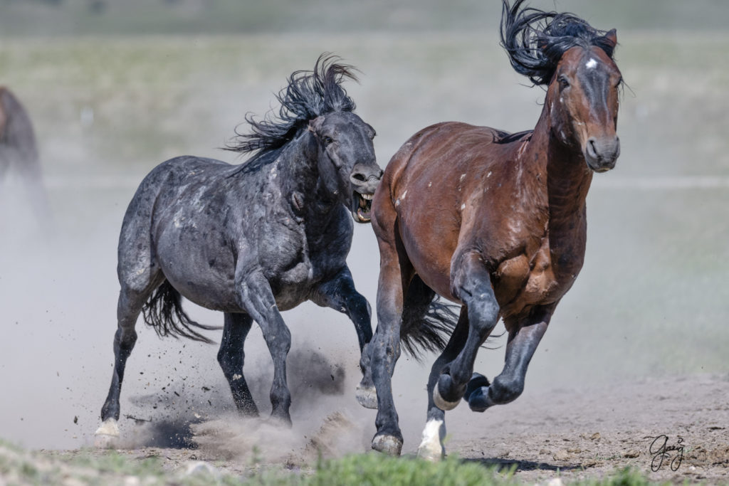 Photograph of two wild horses fighting in Utah's west desert, wild horse photography wild horses, wild horse photographs