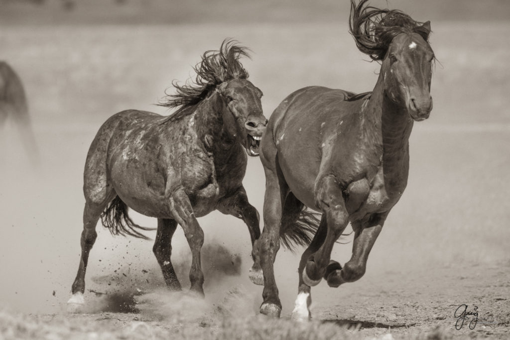 Black and white toned image of two wild horses fighting in Utah's west desert, wild horse photography wild horses, wild horse photographs