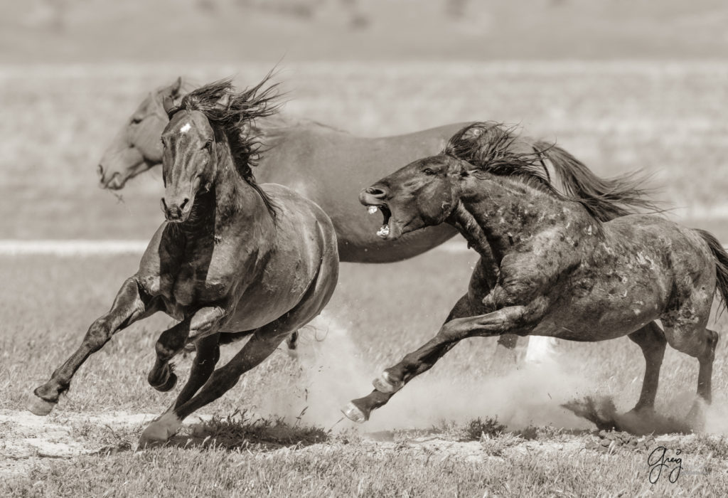 Black and white toned image of two wild horses fighting in Utah's west desert, wild horse photography wild horses, wild horse photographs