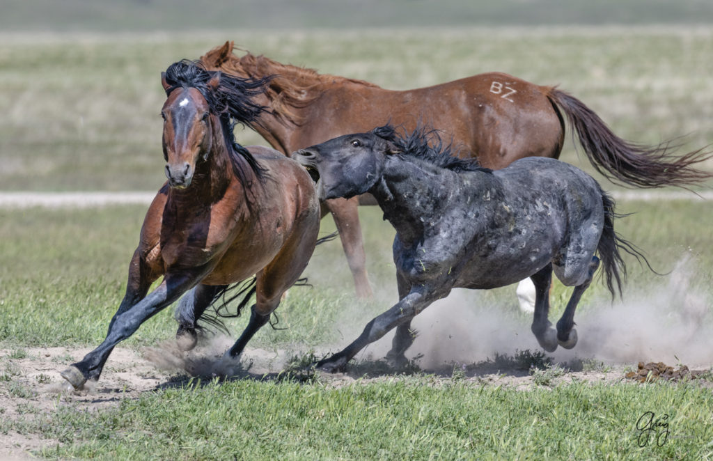 two wild horses fighting in Utah's west desert, wild horse photography wild horses, wild horse photographs