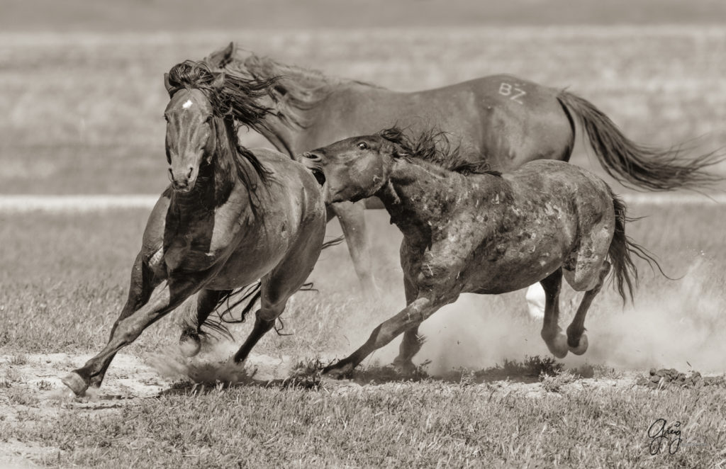 Black and white toned image of two wild horses fighting in Utah's west desert, wild horse photography wild horses, wild horse photographs