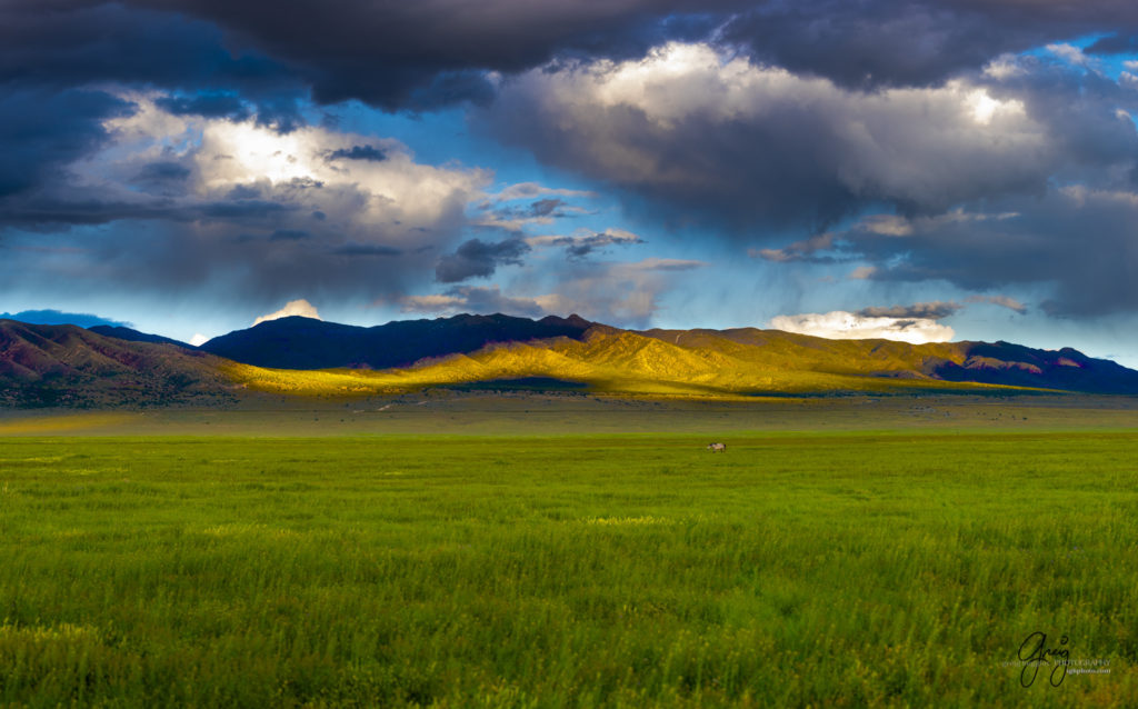 wild horse in Utah&#039;s west desert, wild horse photography wild horses, wild horse photographs