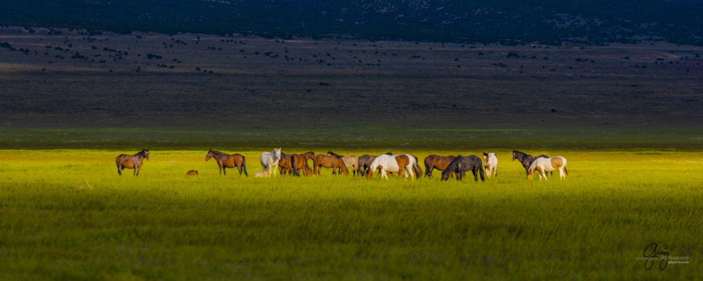 wild horse herd in Utah's west desert, wild horse photography wild horses, wild horse photographs