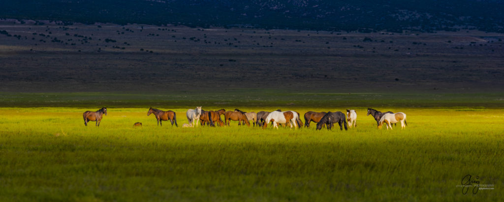 wild horse herd in Utah&#039;s west desert, wild horse photography wild horses, wild horse photographs