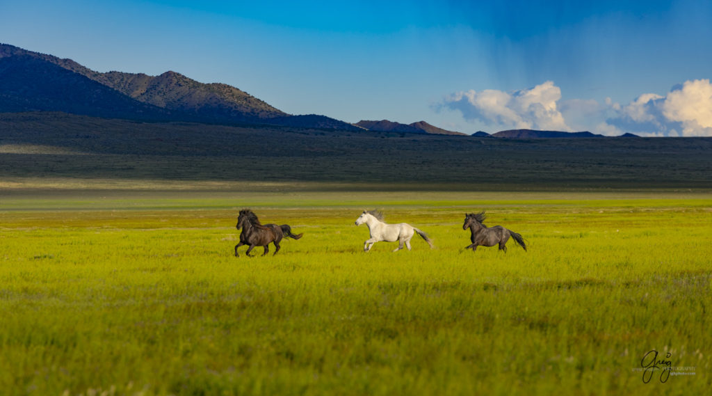 three wild horses on the run in Utah's west desert, wild horse photography wild horses, wild horse photographs