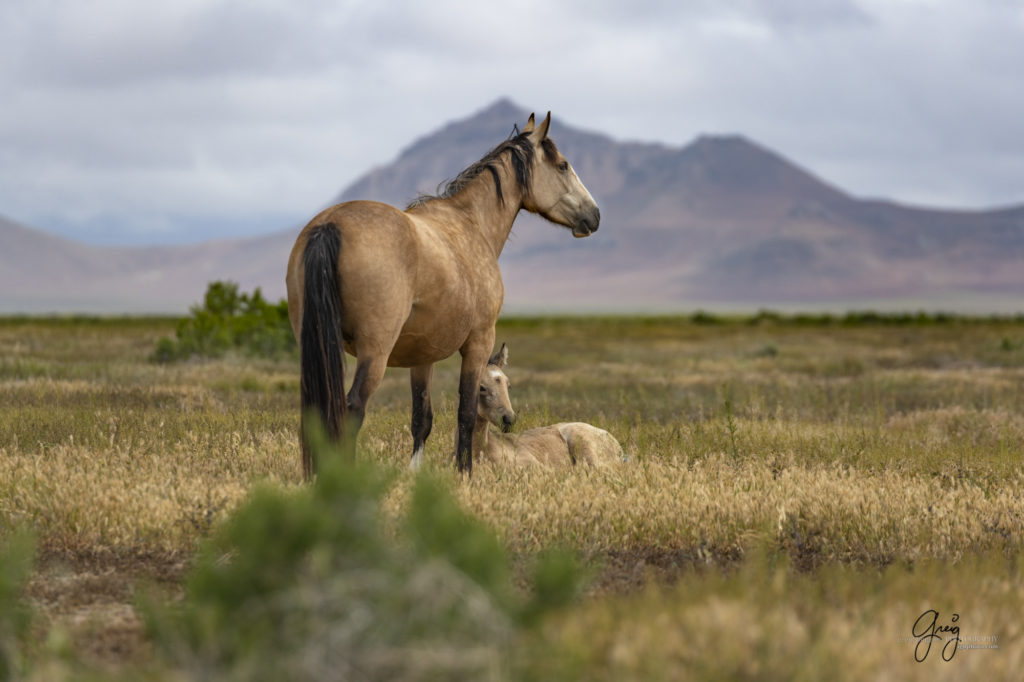 mustangs, wild horse mustangs, wild horse stallions, Onaqui wild horses, wild horse photography, photograph of a wild horse mare and her foal