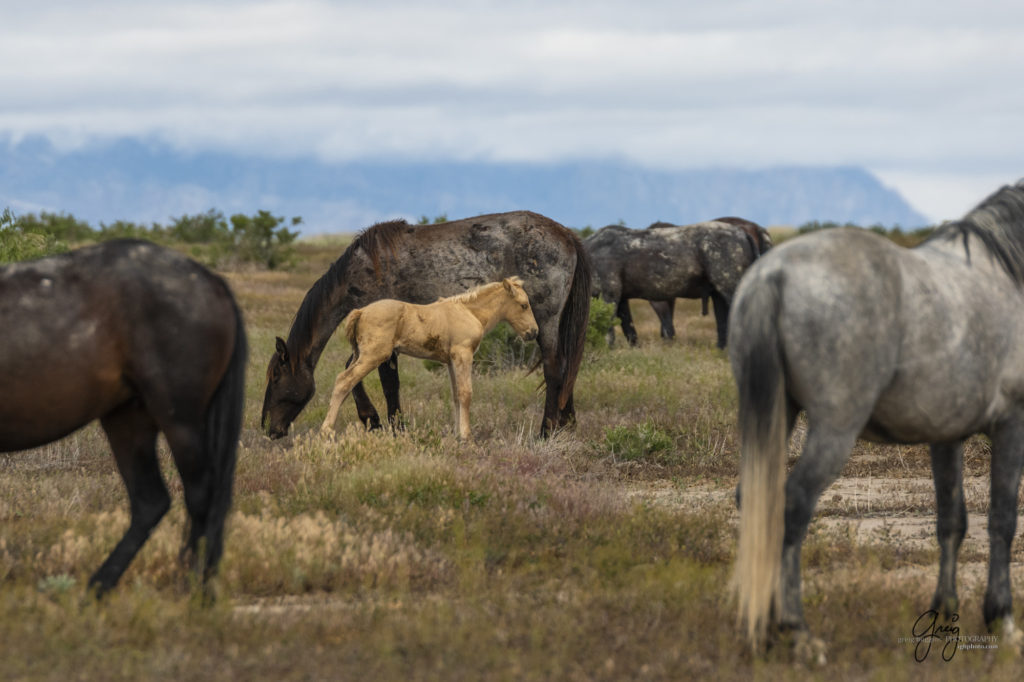 mustangs, wild horse mustangs, wild horse stallions, Onaqui wild horses, wild horse photography, photograph of a wild horse mare and her foal