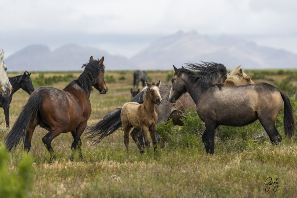 mustangs, wild horse mustangs, wild horse stallions, Onaqui wild horses, wild horse photography, photograph of a wild horse mare and her foal