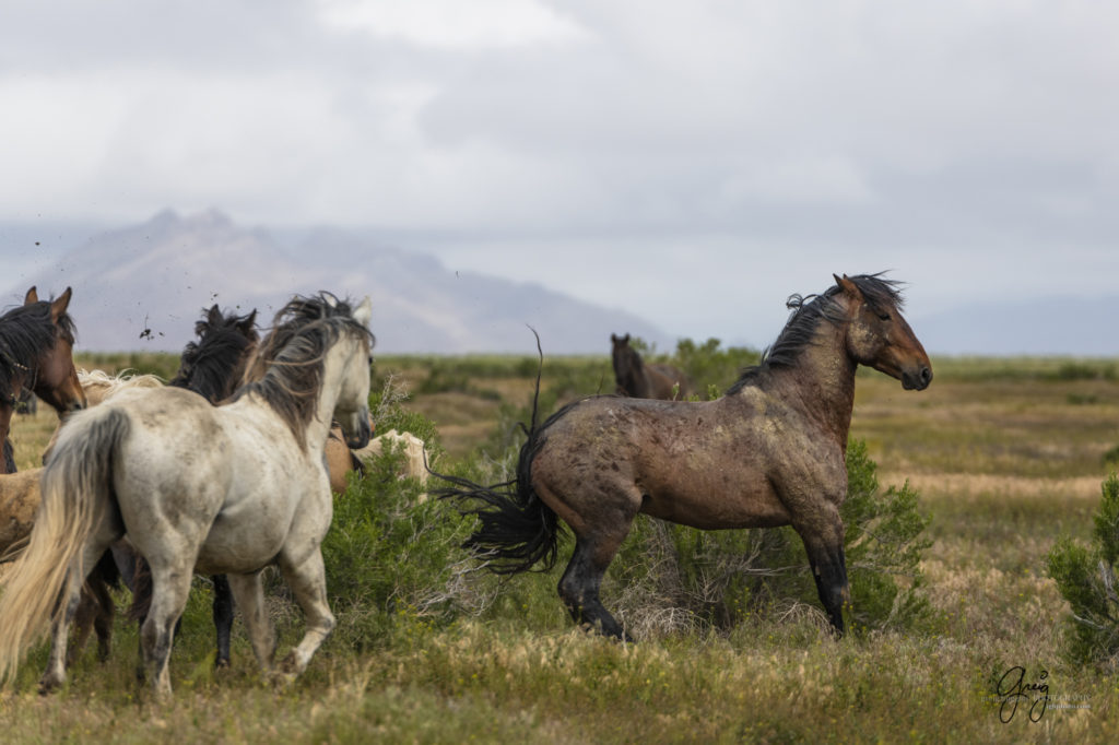 mustangs, wild horse mustangs, wild horse stallions, Onaqui wild horses, wild horse photography, photograph of two wild horse stallions or mustangs in a battle over mares wild horse stallions