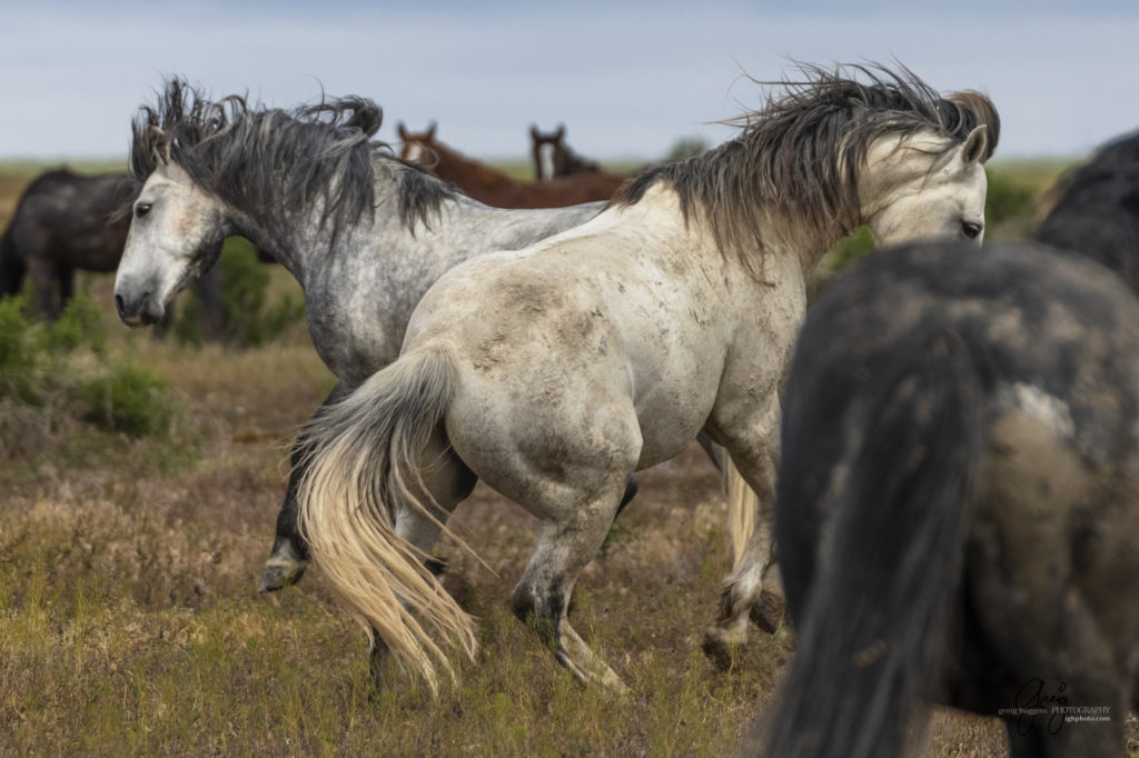 mustangs, wild horse mustangs, wild horse stallions, Onaqui wild horses, wild horse photography, photograph of two wild horse stallions or mustangs in a battle over mares wild horse stallions