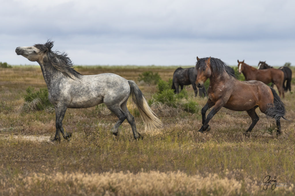 mustangs, wild horse mustangs, wild horse stallions, Onaqui wild horses, wild horse photography, photograph of two wild horse stallions or mustangs in a battle over mares wild horse stallions