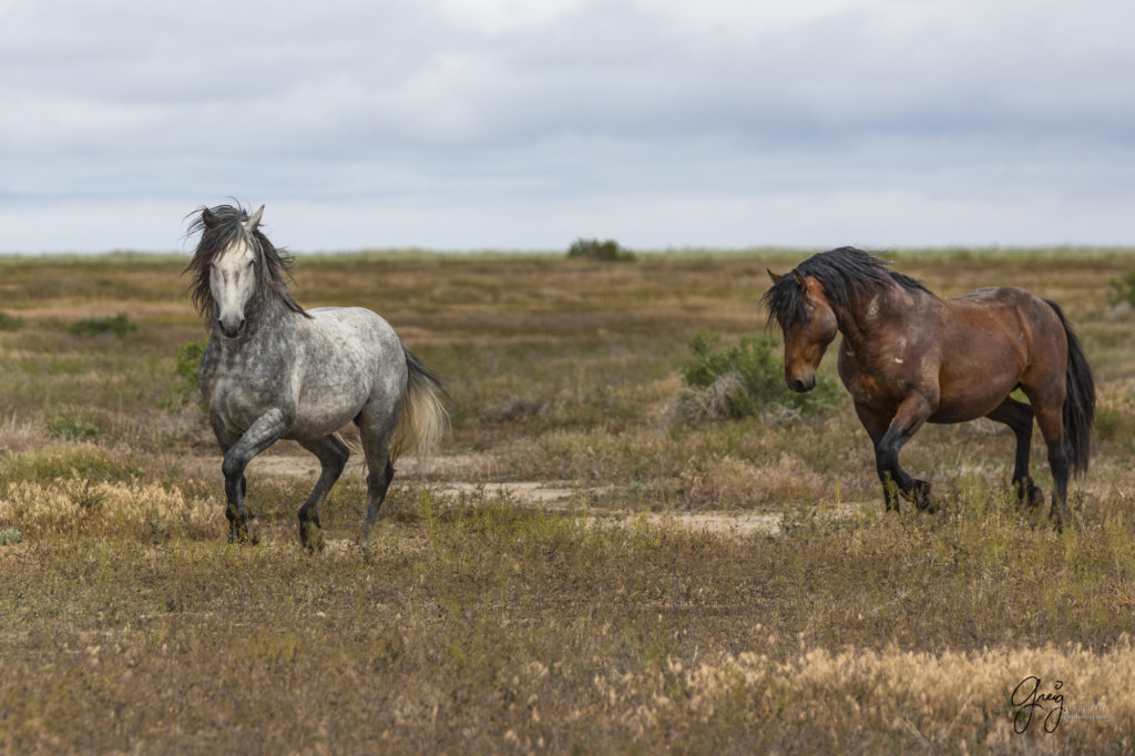 mustangs, wild horse mustangs, wild horse stallions, Onaqui wild horses, wild horse photography, photograph of two wild horse stallions or mustangs in a battle over mares wild horse stallions