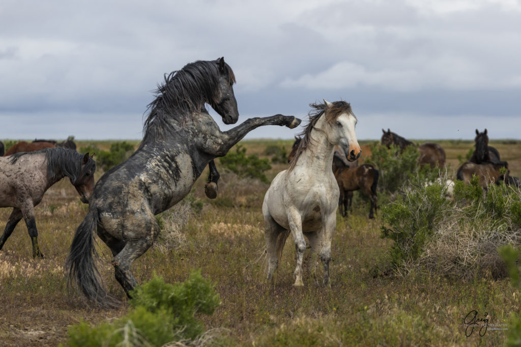 mustangs, wild horse mustangs, wild horse stallions, Onaqui wild horses, wild horse photography, photograph of two wild horse stallions or mustangs in a battle over mares wild horse stallions