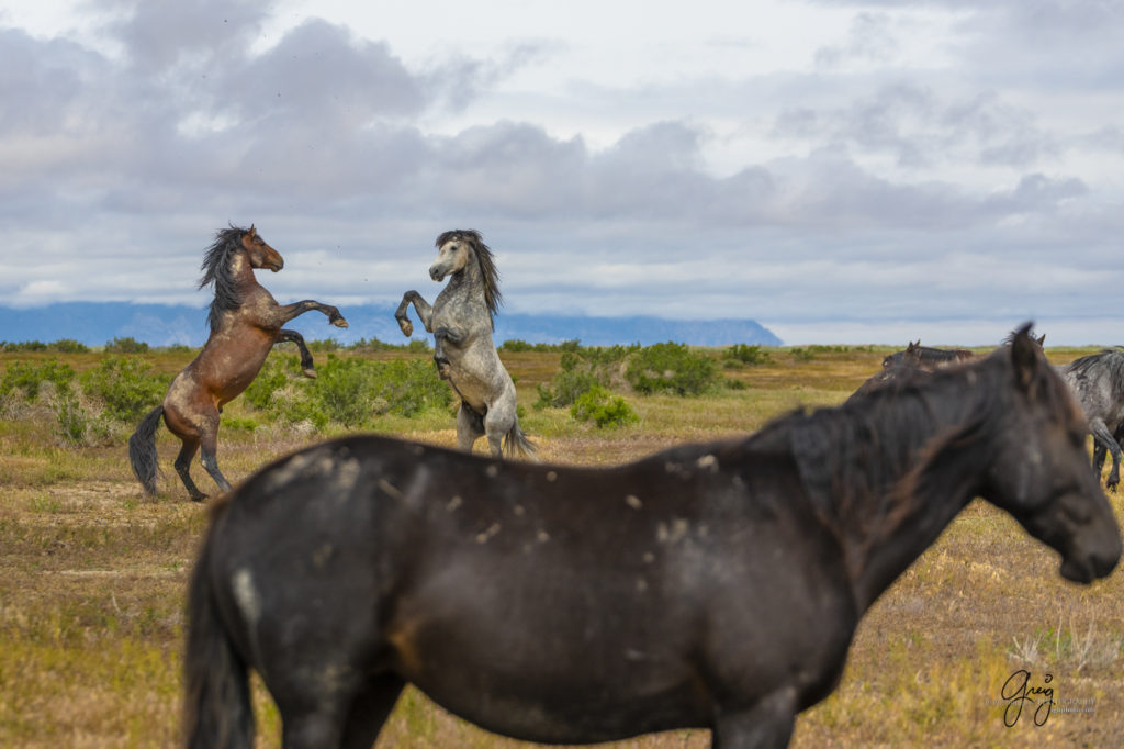mustangs, wild horse mustangs, wild horse stallions, Onaqui wild horses, wild horse photography, photograph of two wild horse stallions or mustangs in a battle over mares, mare in foreground out of frocus