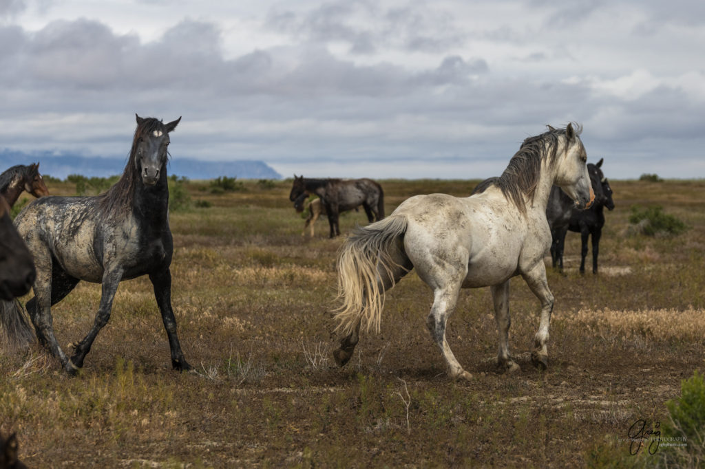 mustangs, wild horse mustangs, wild horse stallions, Onaqui wild horses, wild horse photography, photograph of two wild horse stallions or mustangs in a battle over mares wild horse stallions