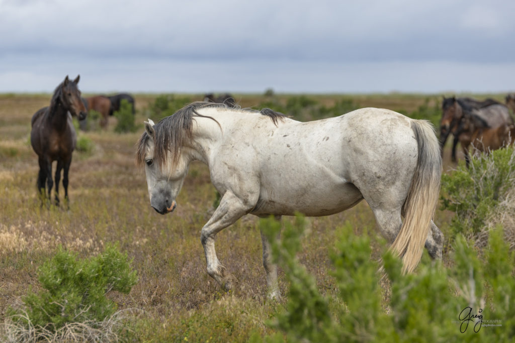 mustangs, wild horse mustangs, wild horse stallions, Onaqui wild horses, wild horse photography, photograph of a wild horse stallion or mustang ready for battle over mares wild horse stallions