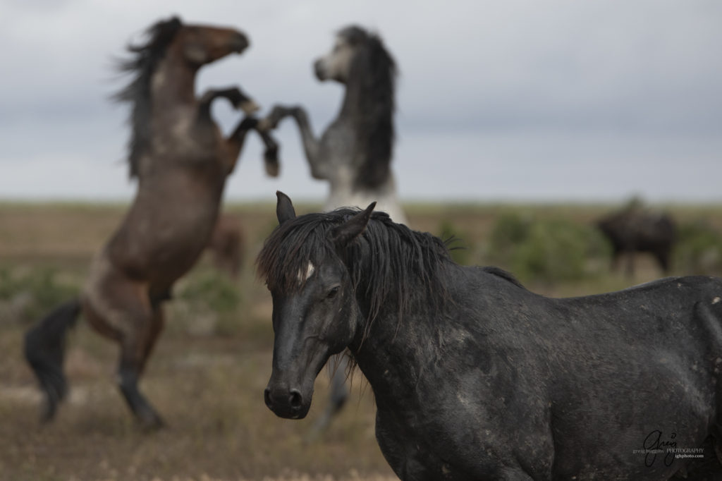 mustangs, wild horse mustangs, wild horse stallions, Onaqui wild horses, wild horse photography, photograph of two wild horse stallions or mustangs in a battle over mares mare is in focus stallions are out of focus