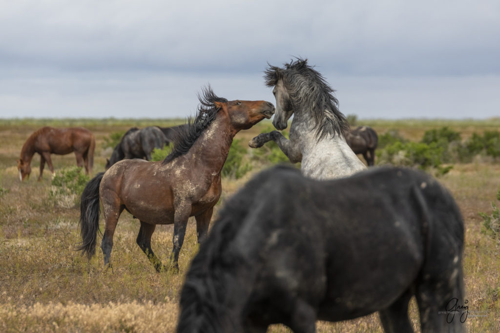 mustangs, wild horse mustangs, wild horse stallions, Onaqui wild horses, wild horse photography, photograph of two wild horse stallions or mustangs in a battle over mares wild horse stallions