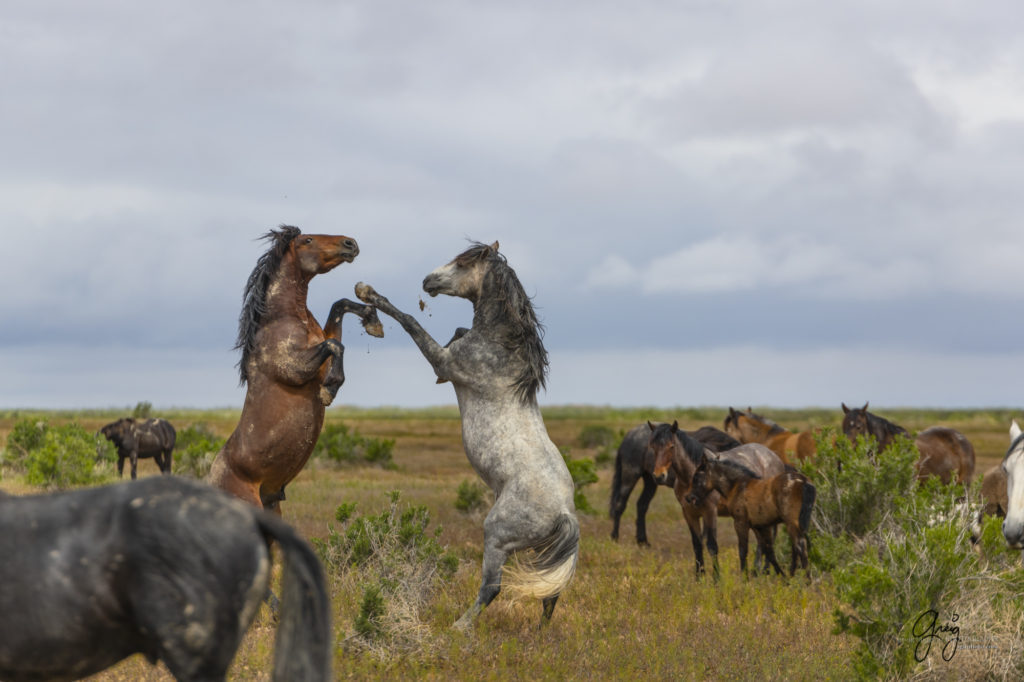 mustangs, wild horse mustangs, wild horse stallions, Onaqui wild horses, wild horse photography, photograph of two wild horse stallions or mustangs in a battle over mares wild horse stallions