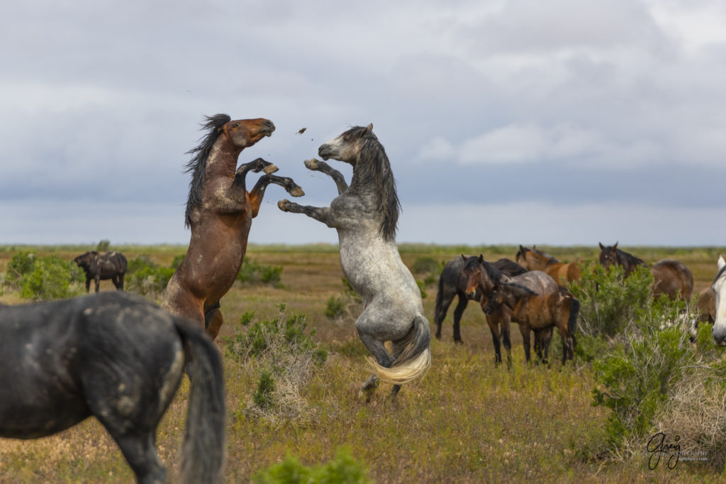 mustangs, wild horse mustangs, wild horse stallions, Onaqui wild horses, wild horse photography, photograph of two wild horse stallions or mustangs in a battle over mares wild horse stallions