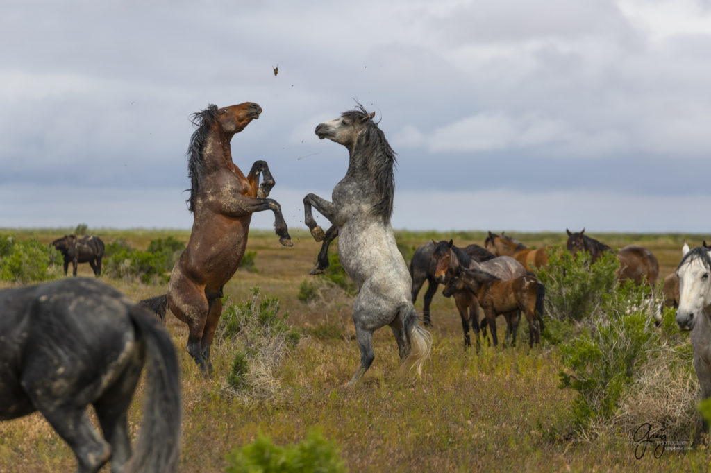mustangs, wild horse mustangs, wild horse stallions, Onaqui wild horses, wild horse photography, photograph of two wild horse stallions or mustangs in a battle over mares wild horse stallions
